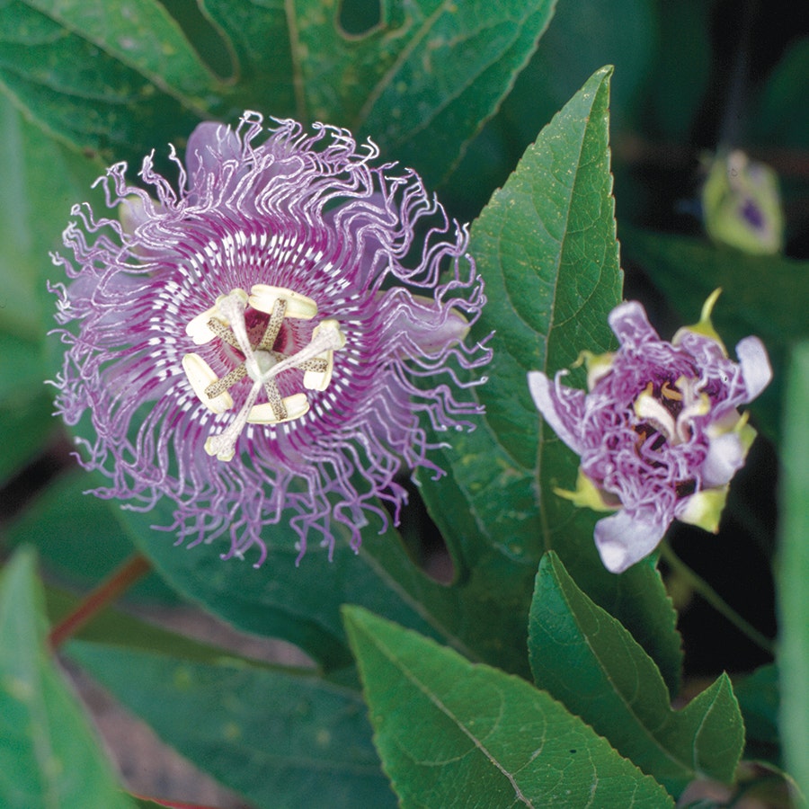 Passiflora incarnata