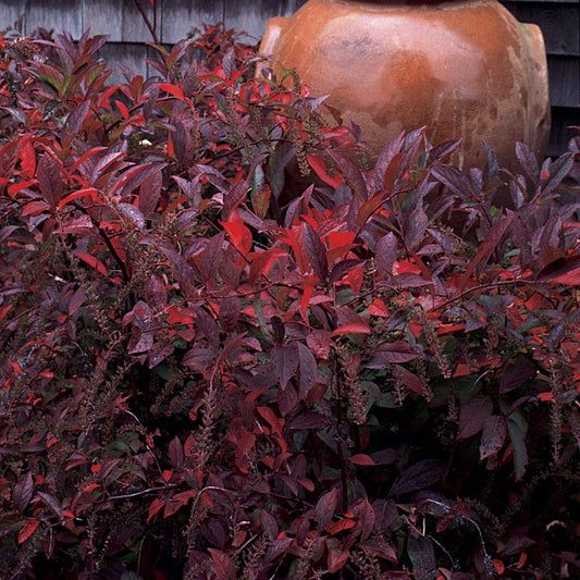 'Henry's Garnet' Sweetspire