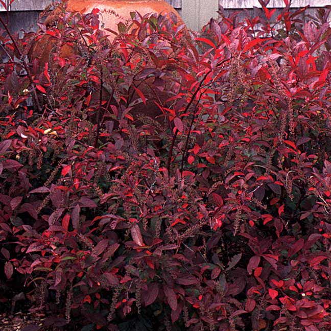 'Henry's Garnet' Sweetspire
