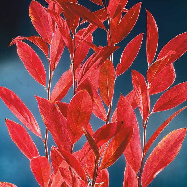 'Henry's Garnet' Sweetspire