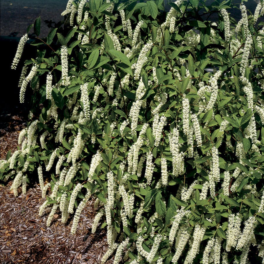 'Henry's Garnet' Sweetspire