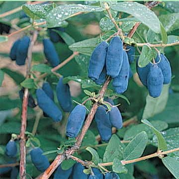 Lonicera Blue Velvet® Honeyberry