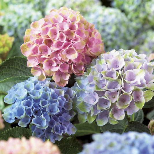 Everlasting™ Revolution Hydrangea