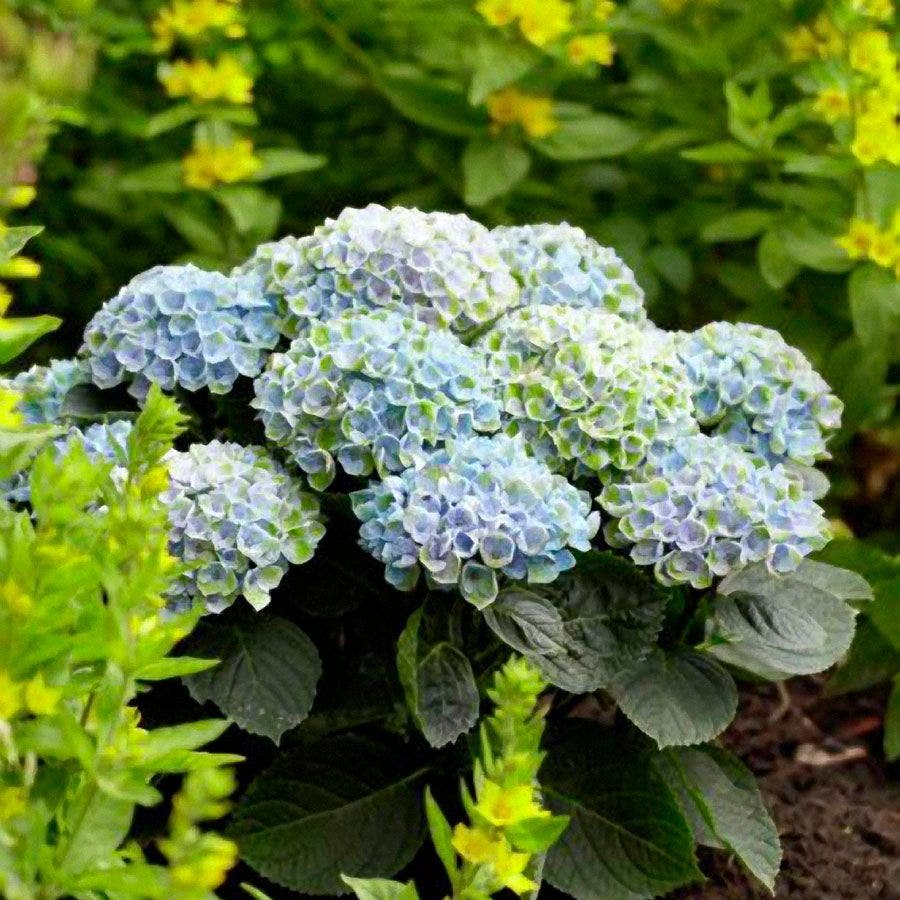 Everlasting™ Revolution Hydrangea