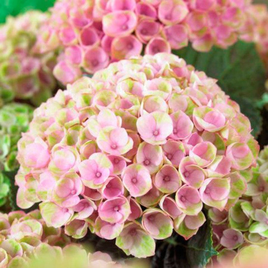 Everlasting™ Revolution Hydrangea