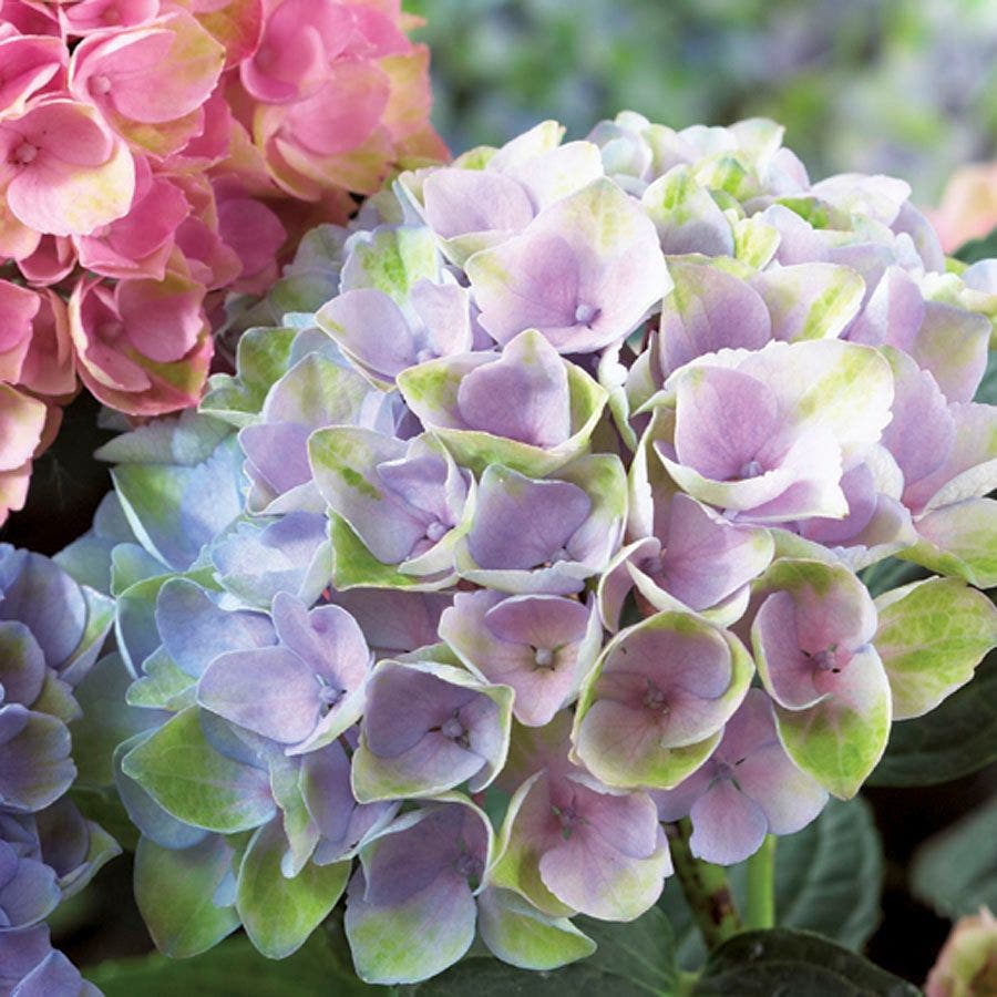 Everlasting™ Revolution Hydrangea