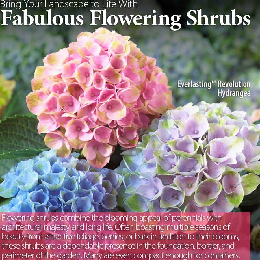 Everlasting™ Revolution Hydrangea