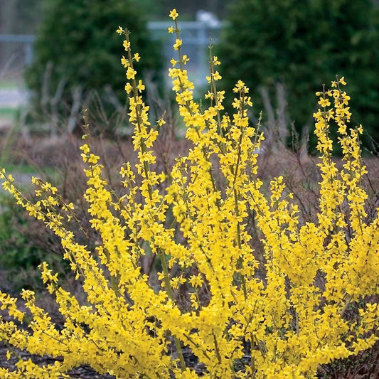 Show Off® Forsythia