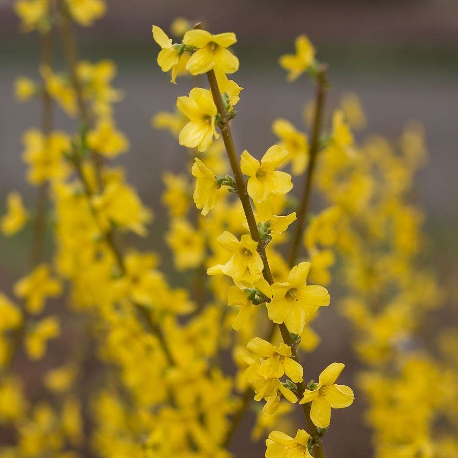 Show Off® Forsythia