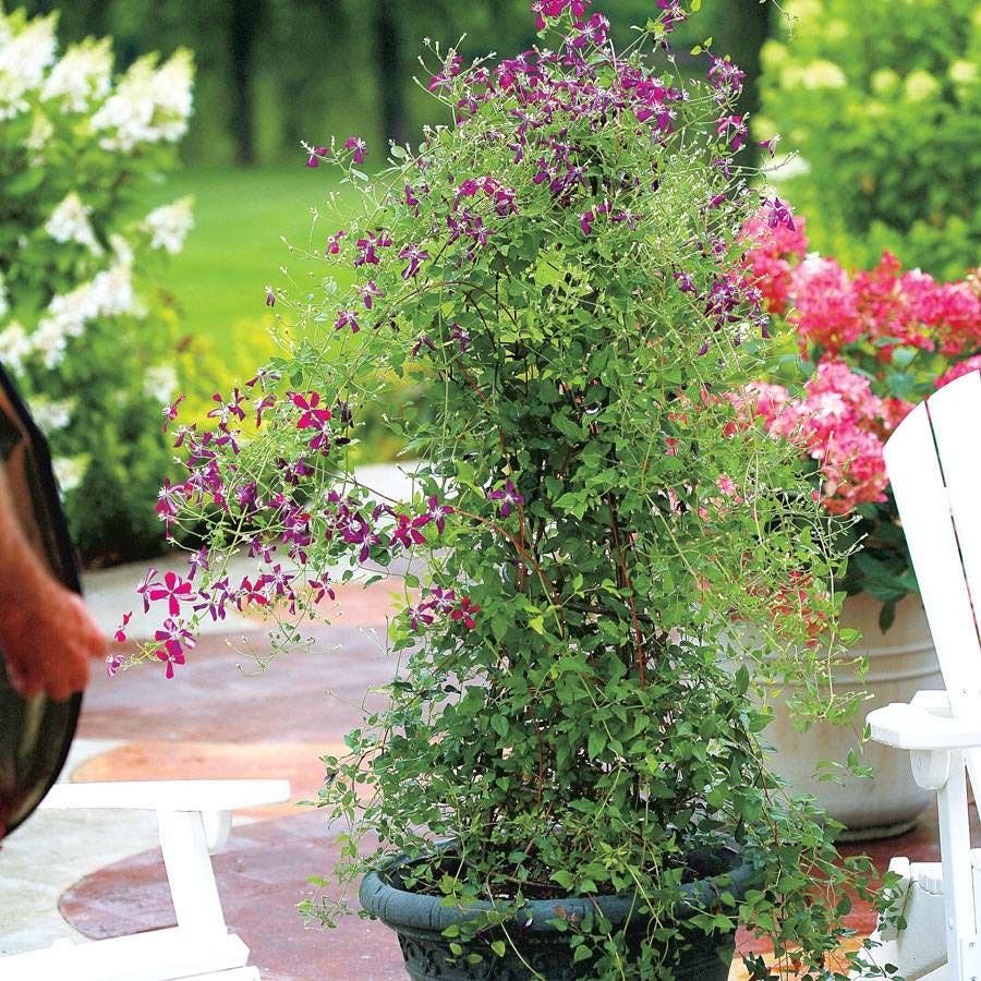 Sweet Summer Love Clematis