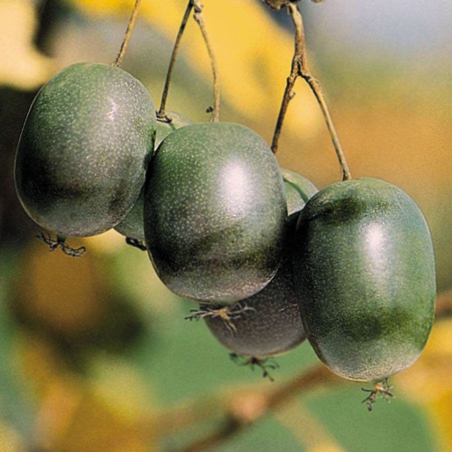 kiwi plant from seed Actinidia 'Issai' Kiwi – Park Seed