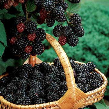 Navaho Blackberry Bush