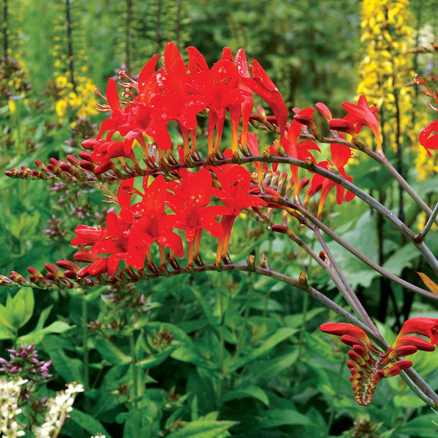 crocosmia lucifer seeds planting Crocosmia 'Lucifer' Falling Stars Bulbs