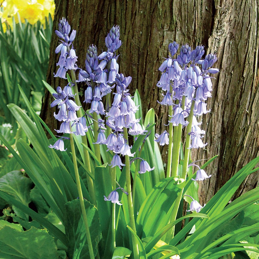 Siberian Squill Bulbs