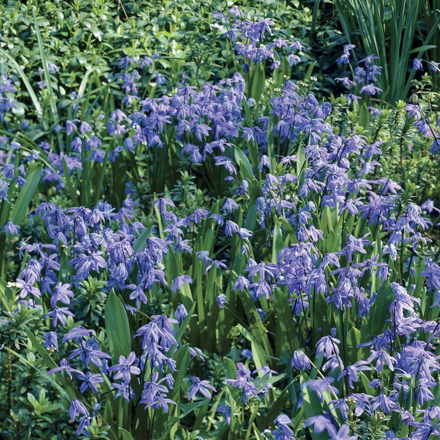 Siberian Squill Bulbs