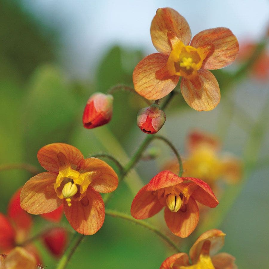 epimedium plant seeds Epimedium 'Orange Queen'