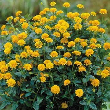 Asahi False Sunflower