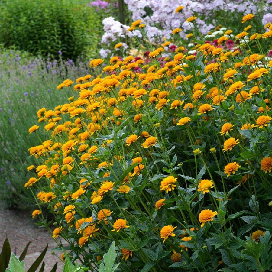 Asahi False Sunflower
