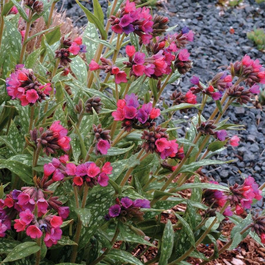 Pulmonaria 'Raspberry Splash' Lungwort