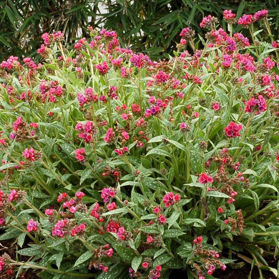 Pulmonaria 'Raspberry Splash' Lungwort