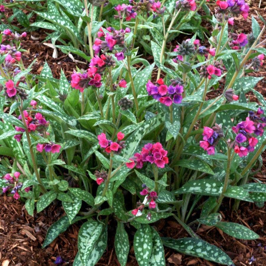 Pulmonaria 'Raspberry Splash' Lungwort