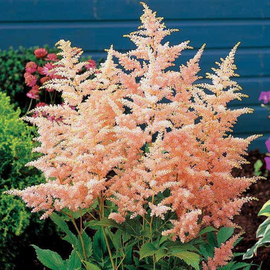 Astilbe 'Peach Blossom'