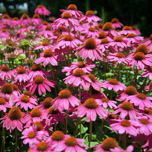 Echinacea 'Kim's Knee High'