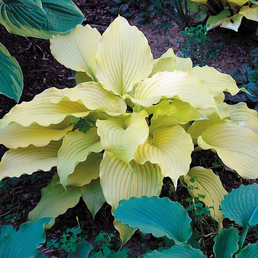 Hosta 'Dancing Queen'