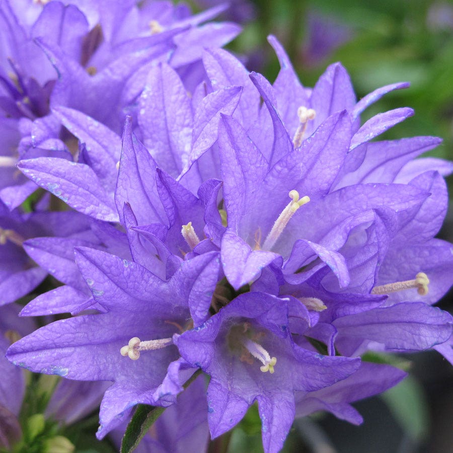 'Freya' Bellflower