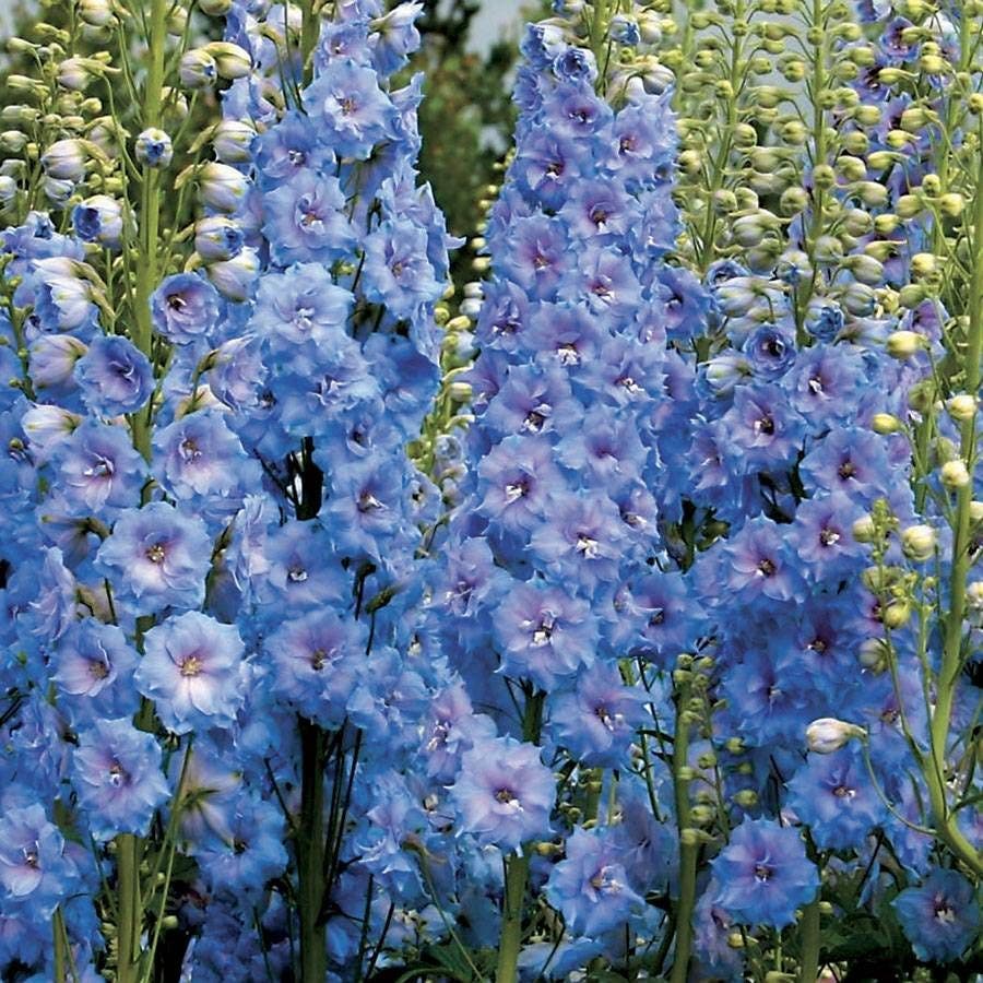 Delphinium 'Blue Lace'