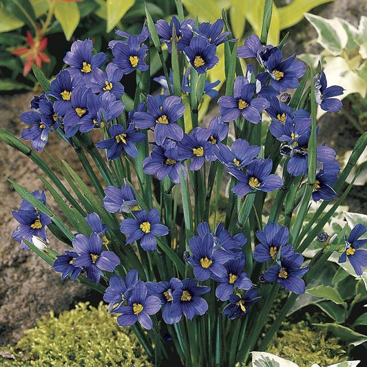 Sisyrinchium 'Lucerne' Blue-Eyed Grass