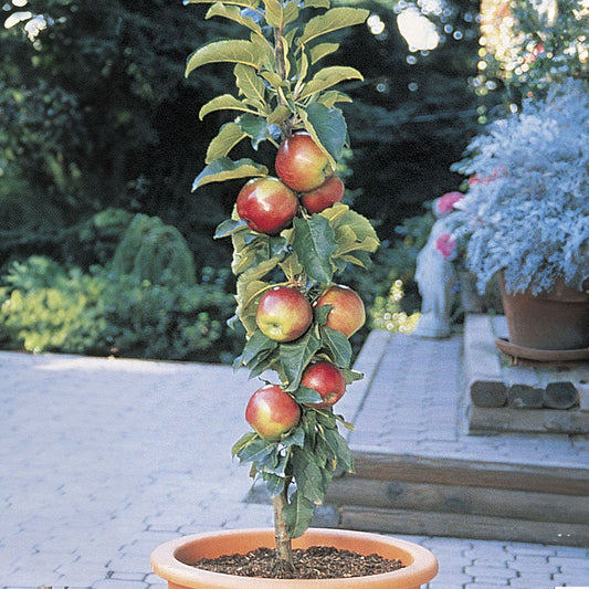 Scarlet Sentinel™ Malus Columnar Apple Tree