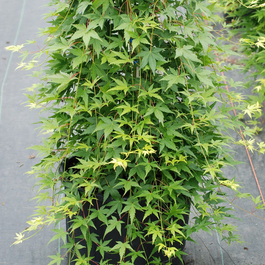 Acer palmatum 'Ryusen'