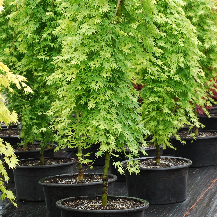 Acer palmatum 'Ryusen'