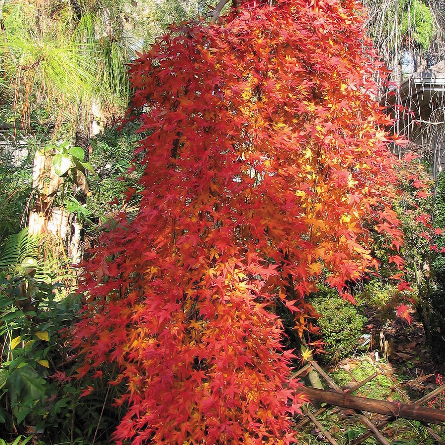 Acer palmatum 'Ryusen'