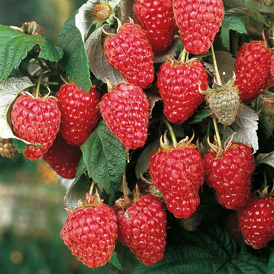 raspberry seed planting Rubus 'Heritage' Raspberry