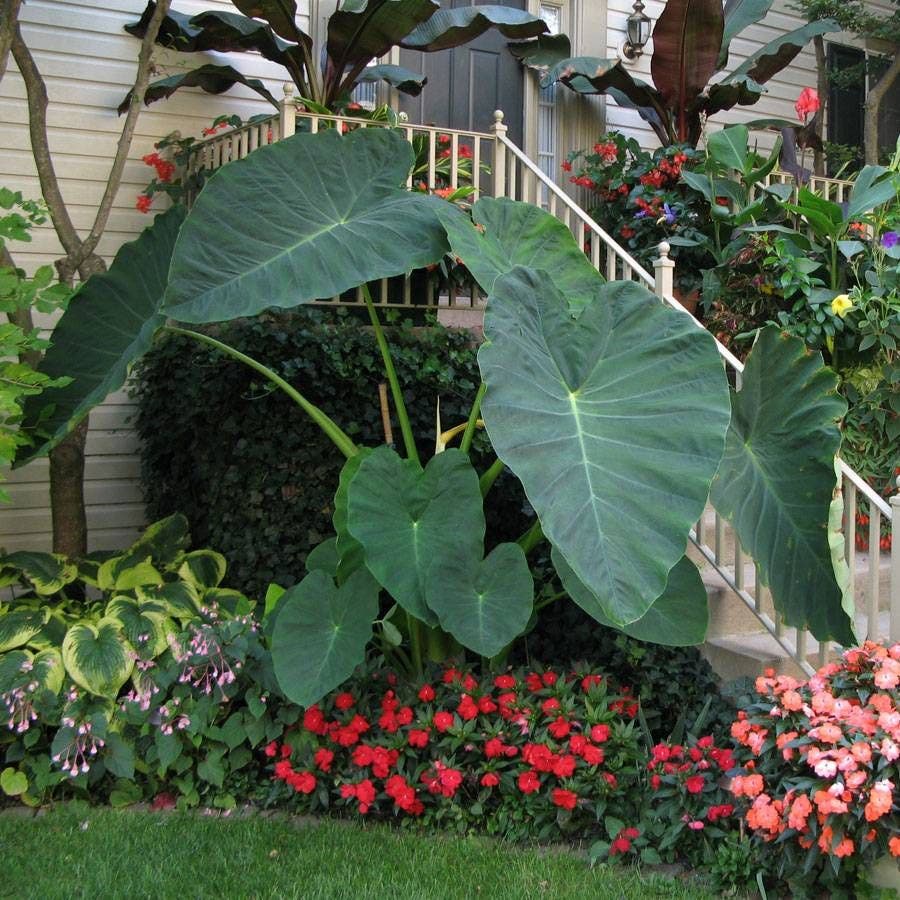 planting elephant ear bulbs outdoors Elephant Ear 'Jack's Giant' Bulb – Park Seed