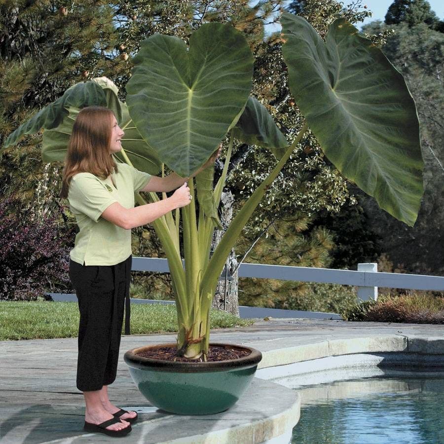 'Jack's Giant' Elephant Ear Bulb