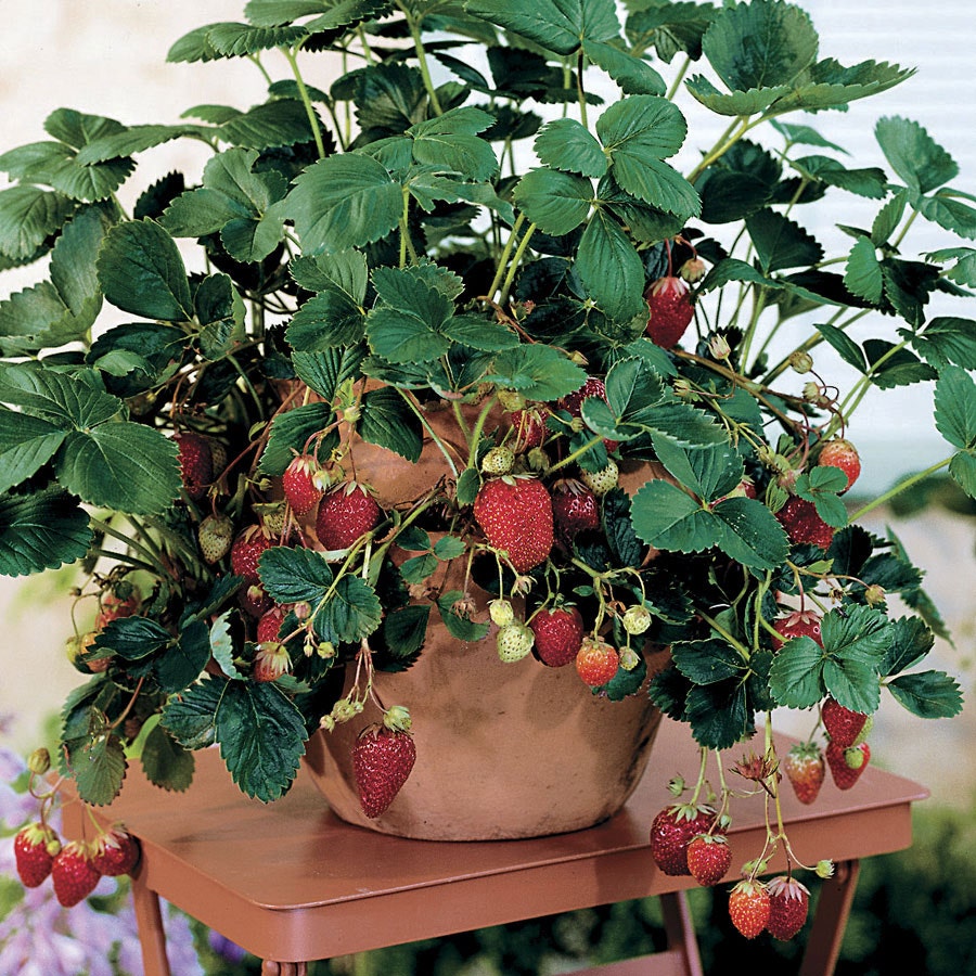 Fragaria 'Quinault' Strawberry