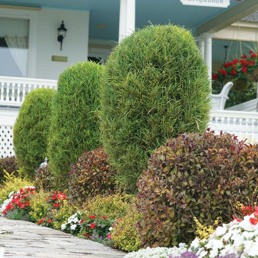 Rhamnus Fine Line® Buckthorn