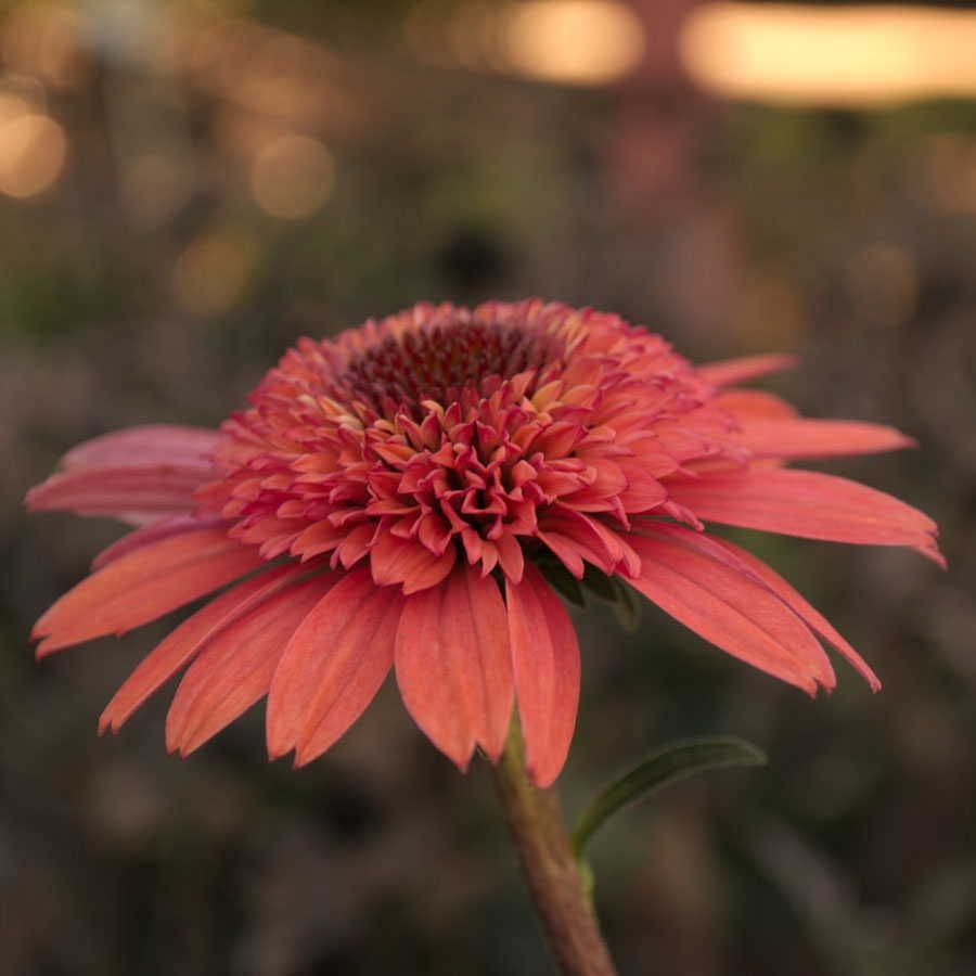 Cone-fections™ 'Raspberry Truffle' Coneflower