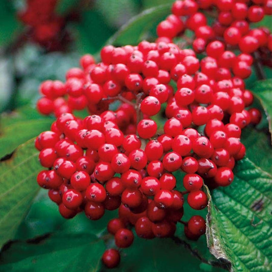 Viburnum Cardinal Candy®