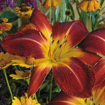 Ruby Spider Daylily