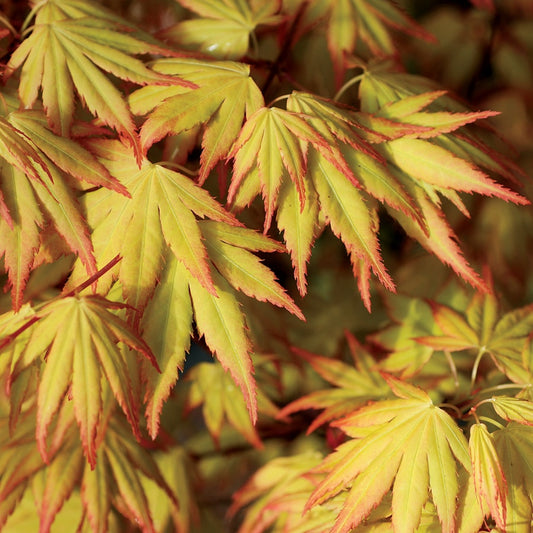'Orange Dream' Japanese Maple