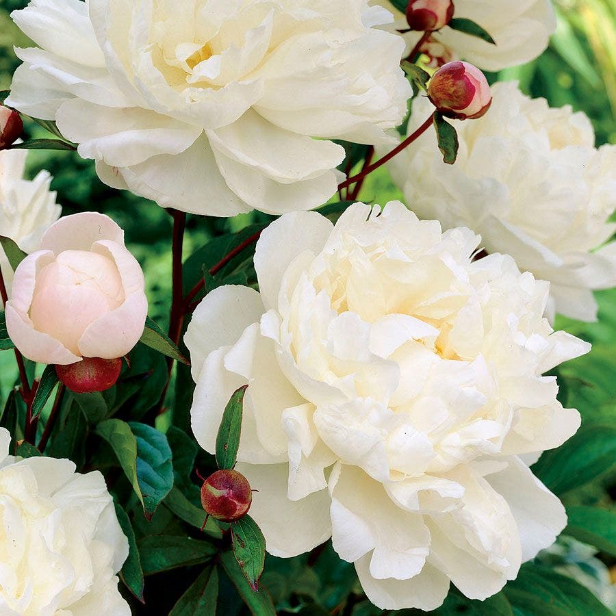 Gardenia Peony