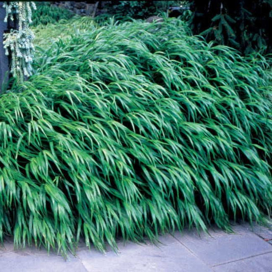 Hakonechloa macra Japanese Forest Grass Plant