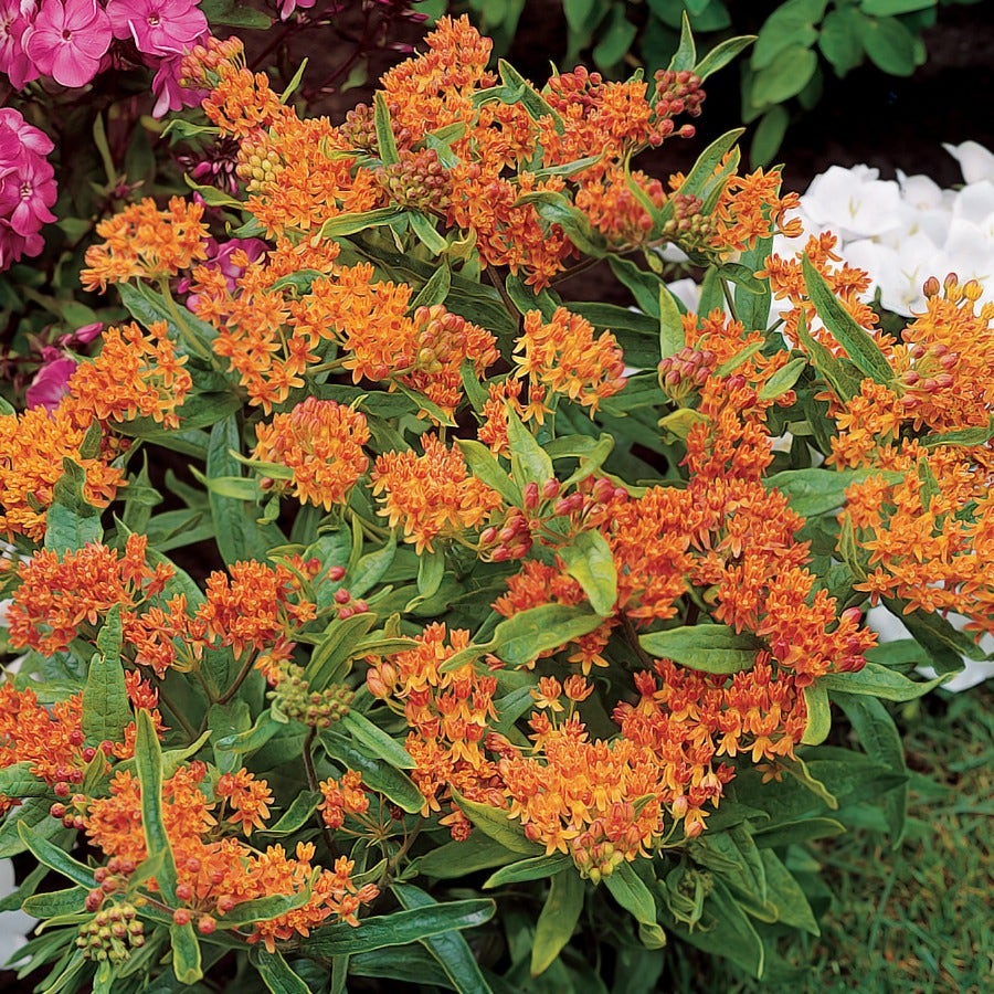 Butterfly Weed