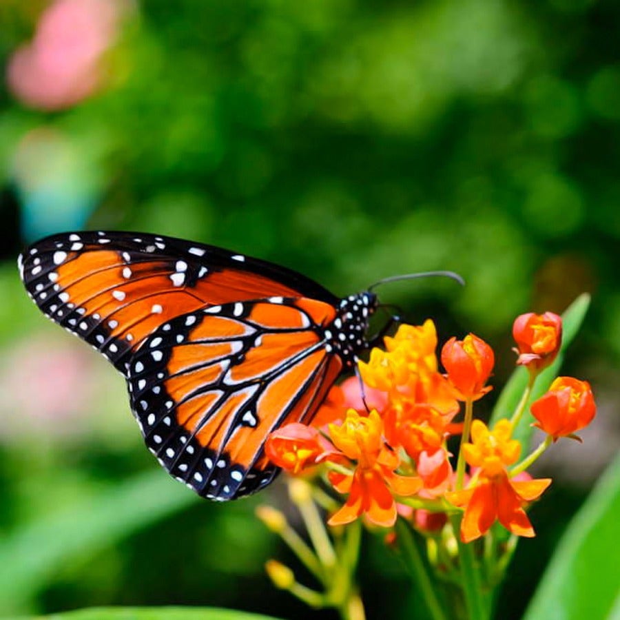 Butterfly Weed