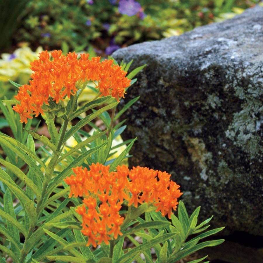 Butterfly Weed