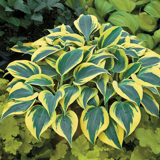 Hosta Shadowland® 'Autumn Frost' Plantain Lily